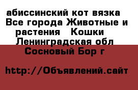 абиссинский кот вязка - Все города Животные и растения » Кошки   . Ленинградская обл.,Сосновый Бор г.